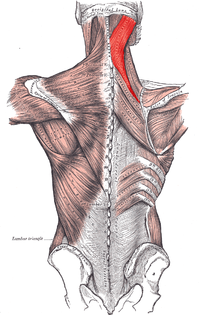 Splenius muscle.PNG