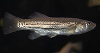Striped killifish, female.jpg