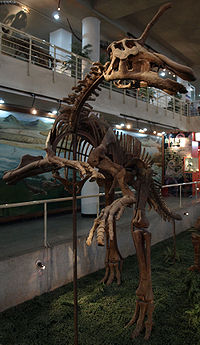 TsintaosaurusSpinorhinus-PaleozoologicalMuseumOfChina-May23-08.jpg