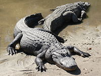 Two american alligators.jpg