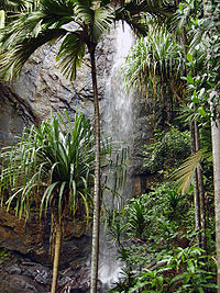 Selva de las Seychelles graníticas
