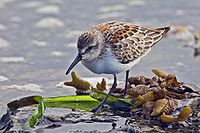 Western Sandpiper.jpg