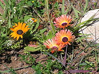 Wildflowers-Western Cape-P9200061.jpg