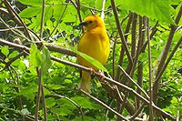Yellow african bird at binder park zoo.jpg