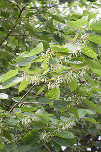 Alangium chinensis floraison.jpg