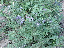 Solanum chacoense2.jpg