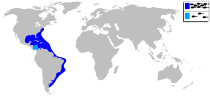 Distribución del sargo plateado