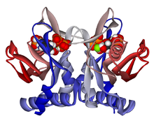 Adenine phosphoribosyltransferase 1ZN7.png