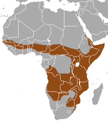 Distribución de la mangosta rayada