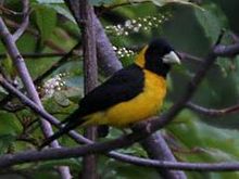 Black-&-Yellow Grosbeak (Male) I IMG 7362 - Cropped.jpg