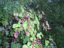Blackberry with fruits2.jpg