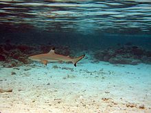 A small shark swimming over a sandy flat with reef rocks in the background and the water surface above