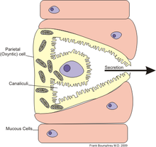 Cell parietal.png
