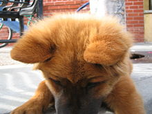 Close-up of a dog's head.jpg