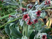Cynoglossum cheirifolium flowersCloseup SolanadelPino.jpg