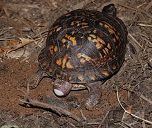 angled downward view of a turtle facing to the upper right as she squeezes out an egg out the back. There is a distended part of her body far behind her half covering the egg.