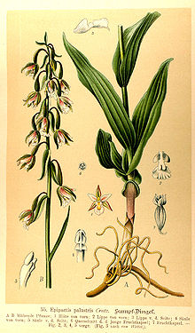 Epipactis palustris.jpg