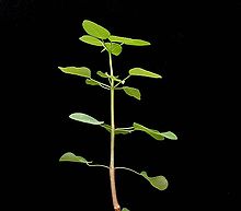 Euphorbia petiolaris1 ies.jpg
