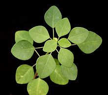 Euphorbia petiolaris3 ies.jpg
