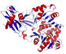 Firefly Luciferase Crystal Structure.rsh.png