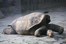 Geochelone nigra duncanensis (Zoo Praha 2011-01-16) 4088.jpg