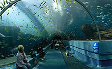 Georgia Aquarium - Ocean Voyager Tunnel Jan 2006.jpg