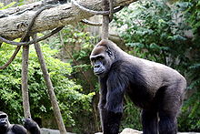 Gorilla 017.jpg