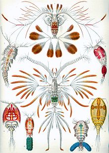 Haeckel Copepoda.jpg