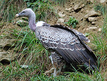 Himalayan Griffon Vulture.jpg