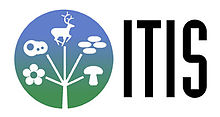 ITIS logo.jpg