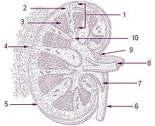 Illu kidney.jpg