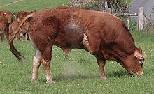 Toro y manada de ganado Limousin cerca de Bourg d'Hem, en Limousin.