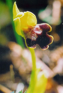 Ophrys flammeola.jpg