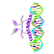 PBB Protein MEF2A image.jpg