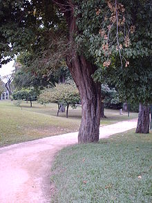 Parquenegrahipolita arbol01.JPG