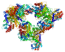 Protein ALDOC PDB 1xfb.png