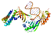 Protein GTF2A1 PDB 1nvp.png