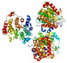 Protein HDAC7A PDB 2nvr.png