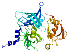Protein HTRA2 PDB 1lcy.png