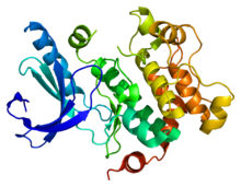 Protein MAP2K1 PDB 1s9j.png