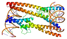 Protein MXD1 PDB 1nlw.png