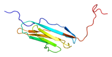 Protein MYLK PDB 2cqv.png