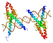 Protein MYOD1 PDB 1mdy.png
