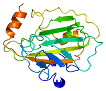 Protein PEBP1 PDB 1a44.png