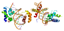 Protein POU2F1 PDB 1cqt.png