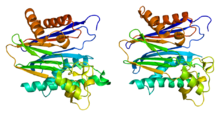Protein PPM1B PDB 2p8e.png