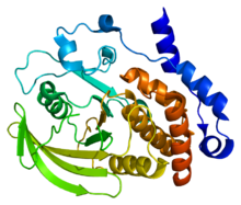 Protein PTPN7 PDB 1zc0.png
