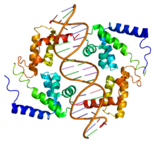 Protein TCF1 PDB 1ic8.png