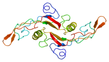 Protein TGFB1 PDB 1kla.png