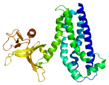 Protein TRIO PDB 1nty.png